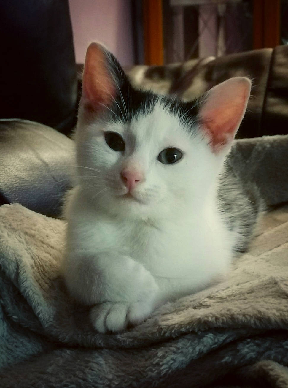 Storm joined the competition — help win amazing prizes! carnivore, cat, comfort, domestic_short_haired_cat, felidae, fur, paw, small_to_medium_sized_cats, snout, tail, whiskers