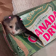 Kayla joined the competition — help win amazing prizes! kitten, cat, cardboard_box, canada_dry, floor, wood_floor, pink_hearts, curious, pet, cute, indoor, small, animal, feline, face, eyes, playful, box, household, closeup