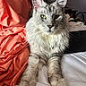 Oliver joined the competition — help win amazing prizes! cat, fluffy, bed, orange_fabric, fur, pet, indoor, relaxed, animal, mammal, whiskers, green_eyes, portrait, feline, soft, closeup, cute, resting, domestic_cat, cozy