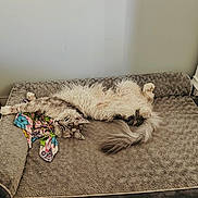 Oliver joined the competition — help win amazing prizes! cat, fluffy, pet_bed, blanket, stretching, relaxed, indoor, cozy, gray, fur, animal, sleepy, cute, paw, tail, resting, home, comfort, feline, soft