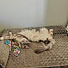 cat, fluffy, pet_bed, blanket, stretching, relaxed, indoor, cozy, gray, fur, animal, sleepy, cute, paw, tail, resting, home, comfort, feline, soft