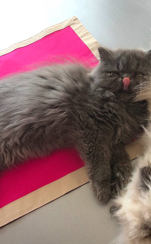 Némésis participe au concours pour gagner de l'argent avec cette photo : british_longhair, carnivore, cat, claw, comfort, fawn, felidae, flooring, fur, grey, magenta, paw, small_to_medium_sized_cats, snout, tail, terrestrial_animal, whiskers