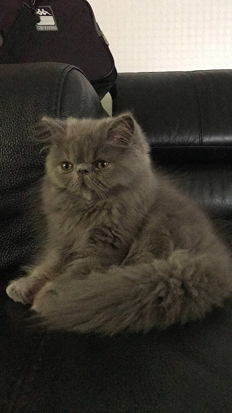 Némésis participe au concours pour gagner de l'argent avec cette photo : asian, asian_semi_longhair, british_longhair, british_semi_longhair, british_shorthair, carnivore, cat, domestic_long_haired_cat, fawn, felidae, fur, kitten, mammal, napoleon_cat, norwegian_forest_cat, persian, ragamuffin, small_to_medium_sized_cats, vertebrate, whiskers