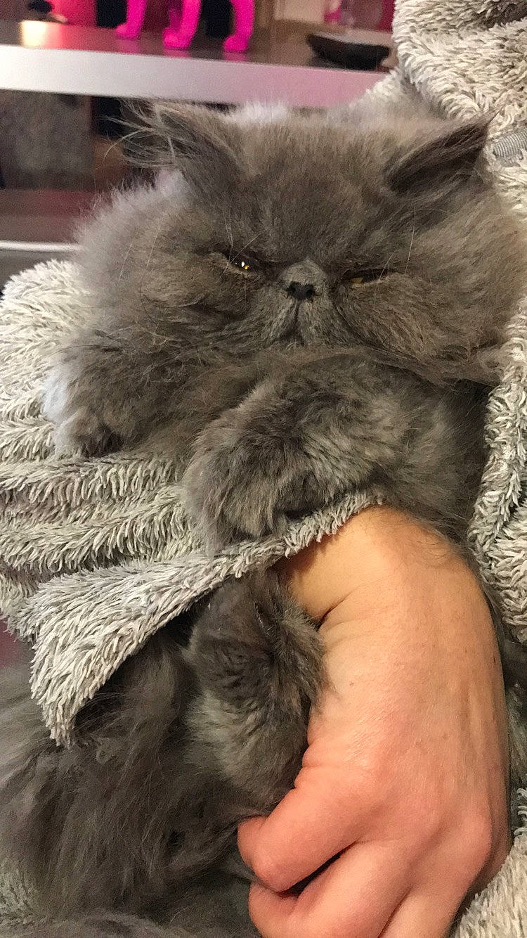 Némésis participe au concours pour gagner de l'argent avec cette photo : carnivore, cat, claw, comfort, fashion_accessory, felidae, fur, gesture, liver, natural_material, small_to_medium_sized_cats, snout, terrestrial_animal, whiskers