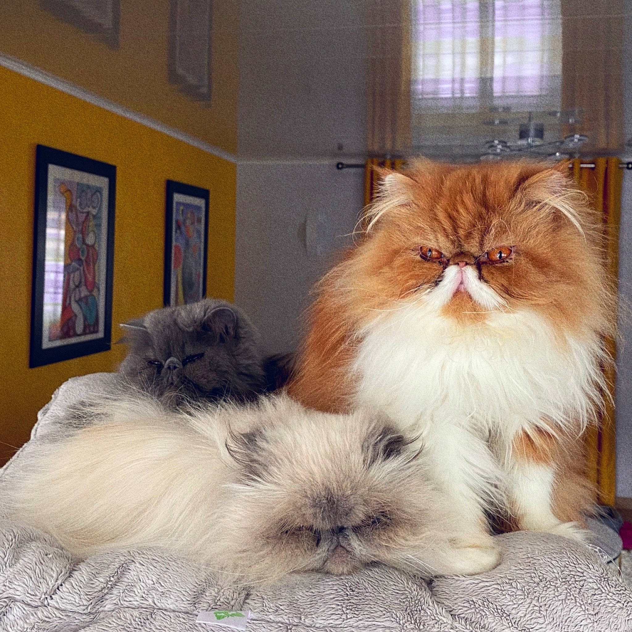 Némésis a rejoint le concours — aidez-le/la à gagner de superbes lots ! box, carnivore, cat, comfort, companion_dog, eye, fawn, felidae, fur, hair, mammal, paw, picture_frame, plant, small_to_medium_sized_cats, snout, tail, whiskers, window, wood