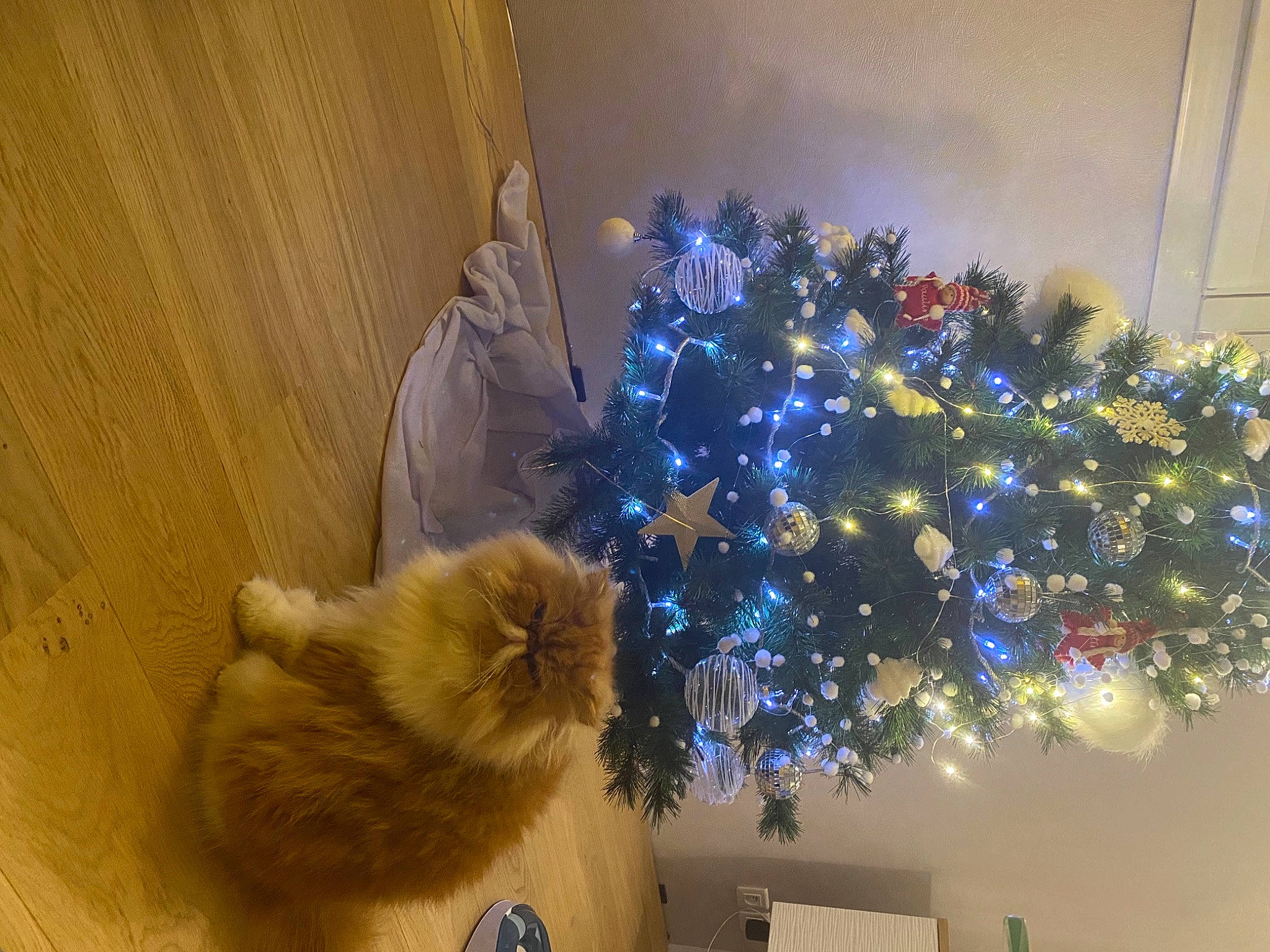 Qatar participe au concours pour gagner de l'argent avec cette photo : carnivore, cat, christmas, christmas_decoration, christmas_ornament, christmas_tree, event, evergreen, fawn, felidae, holiday_ornament, house, larch, ornament, plant, small_to_medium_sized_cats, tree, whiskers, window, wood