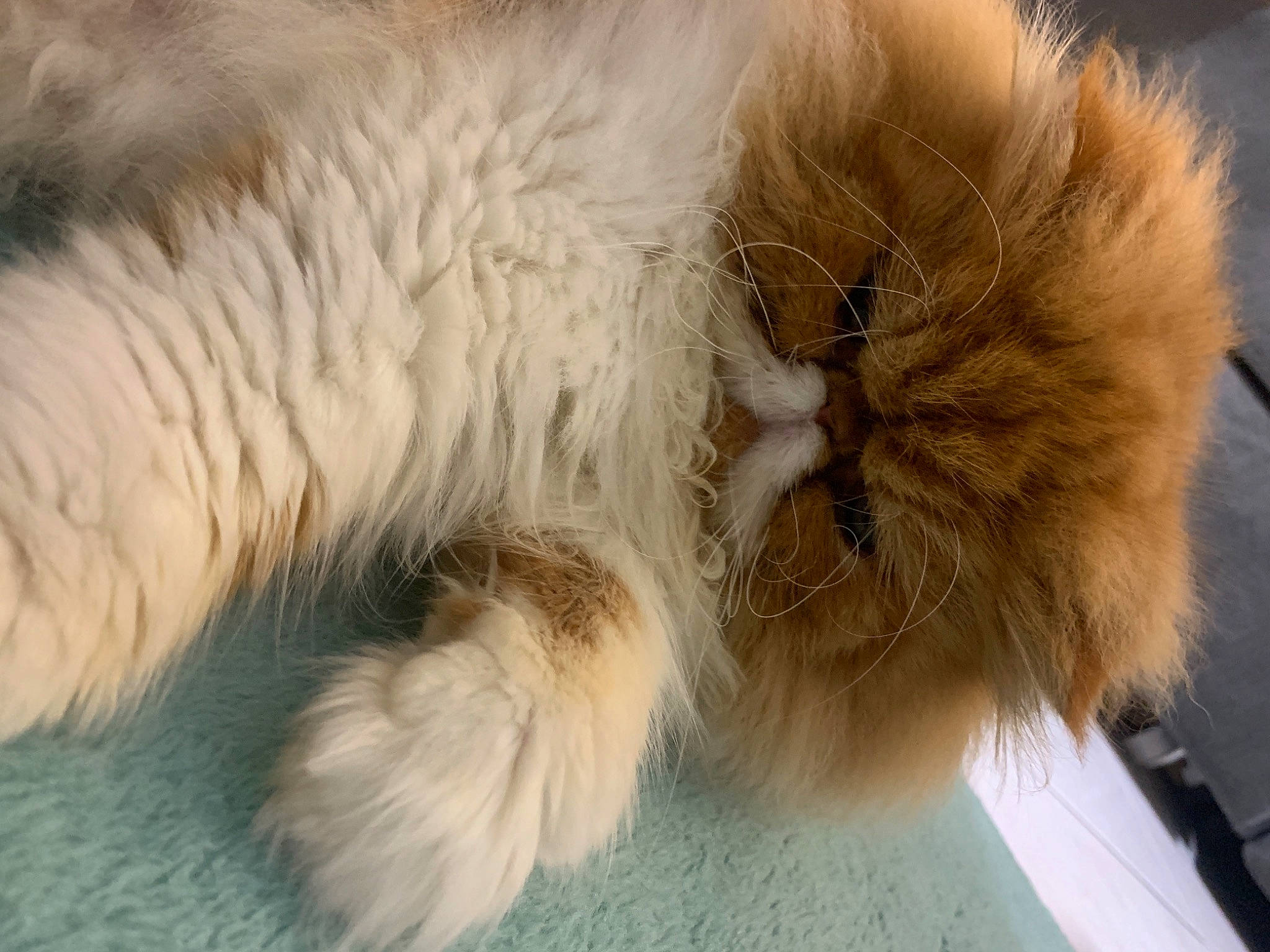 Qatar participe au concours pour gagner de l'argent avec cette photo : british_longhair, canidae, carnivore, cat, claw, close_up, companion_dog, dog_breed, eye, fawn, felidae, fur, nap, paw, persian, small_to_medium_sized_cats, snout, tail, terrestrial_animal, whiskers