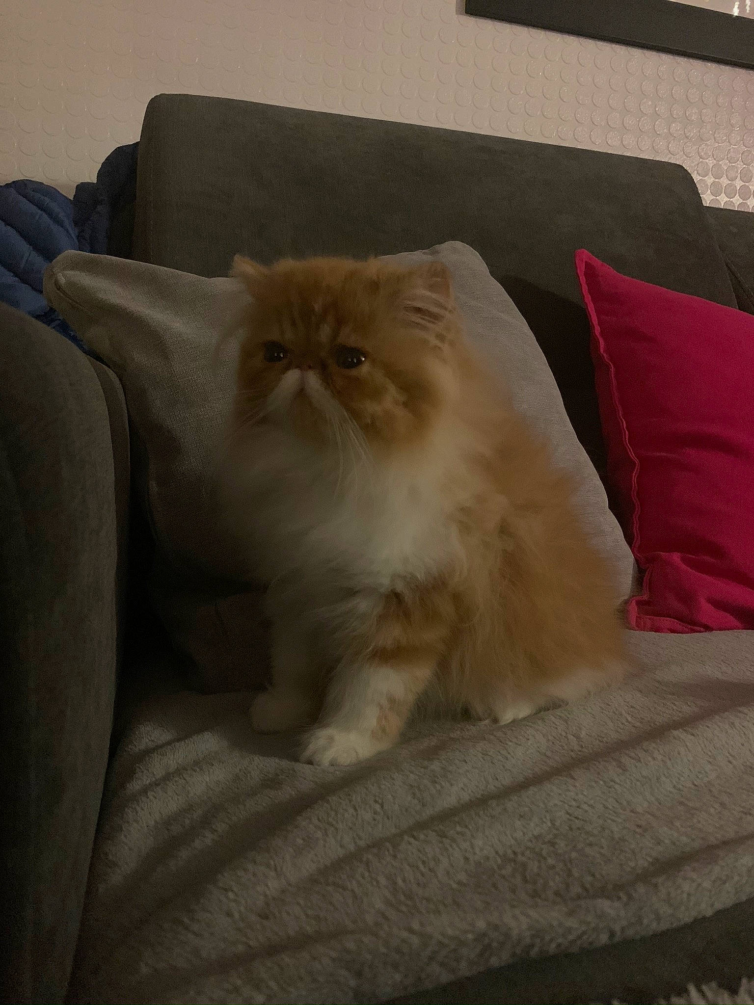 Qatar participe au concours pour gagner de l'argent avec cette photo : bedding, carnivore, cat, comfort, companion_dog, fawn, felidae, flooring, fur, grey, hardwood, linens, persian, plant, room, sitting, small_to_medium_sized_cats, snout, whiskers, wood