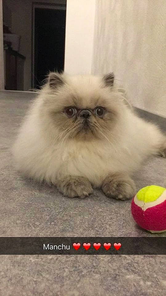 Mandchury participe au concours pour gagner de l'argent avec cette photo : ball, birman, carnivore, cat, companion_dog, fawn, felidae, flooring, fur, grass, photo_caption, plant, ragdoll, siamese, small_to_medium_sized_cats, snout, terrestrial_animal, whiskers