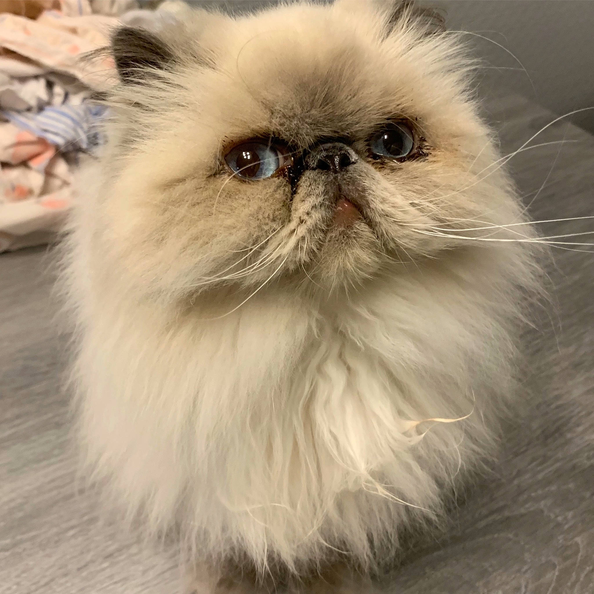 Mandchury a rejoint le concours — aidez-le/la à gagner de superbes lots ! carnivore, cat, eye, fawn, felidae, fur, persian, plant, small_to_medium_sized_cats, snout, whiskers