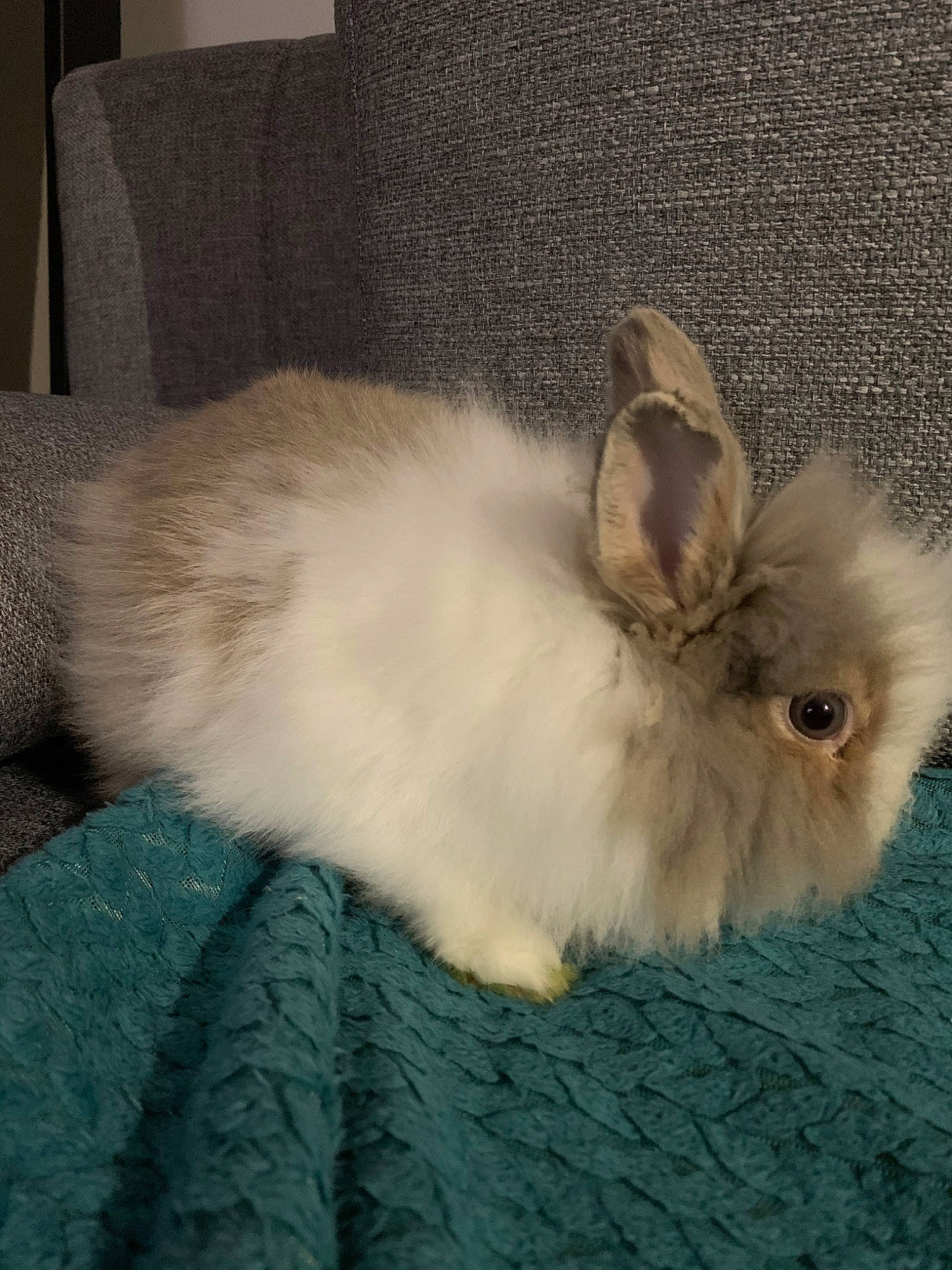 Pooky a rejoint le concours — aidez-le/la à gagner de superbes lots ! angora_rabbit, domestic_rabbit, ear, fawn, fur, hare, rabbit, rabbits_and_hares, skin, whiskers