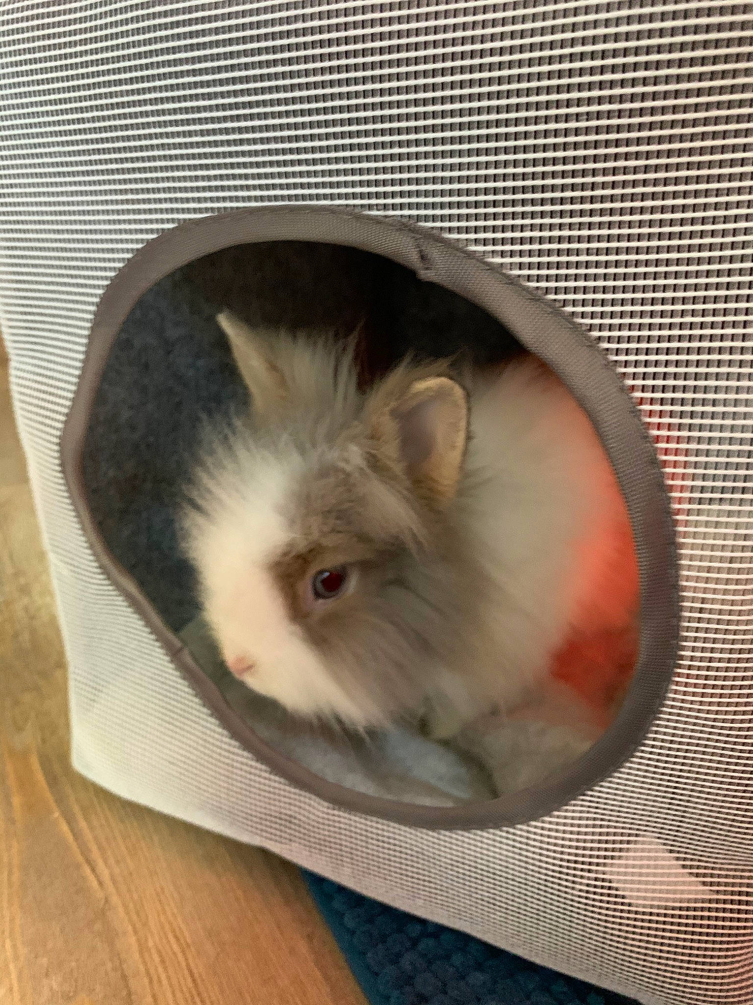 Pooky participe au concours pour gagner de l'argent avec cette photo : domestic_rabbit, ear, fawn, fur, guinea_pig, hamster, iris, rabbit, rabbits_and_hares, rodent, whiskers