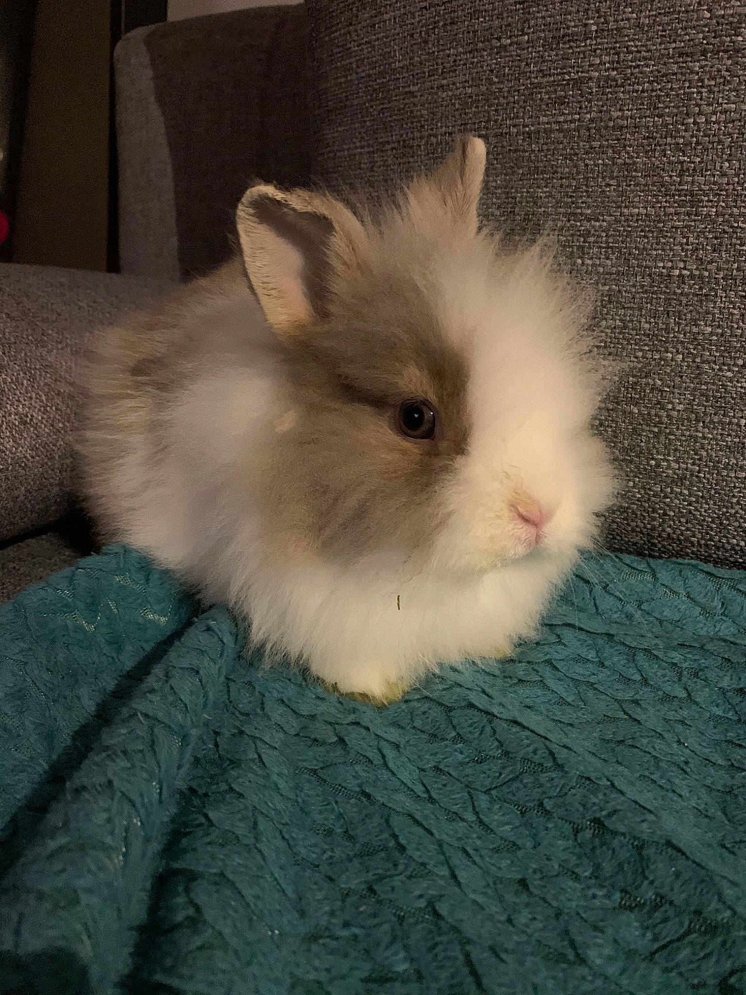 Pooky participe au concours pour gagner de l'argent avec cette photo : angora_rabbit, domestic_rabbit, ear, eye, fawn, fur, iris, mammal, rabbit, rabbits_and_hares, skin, whiskers