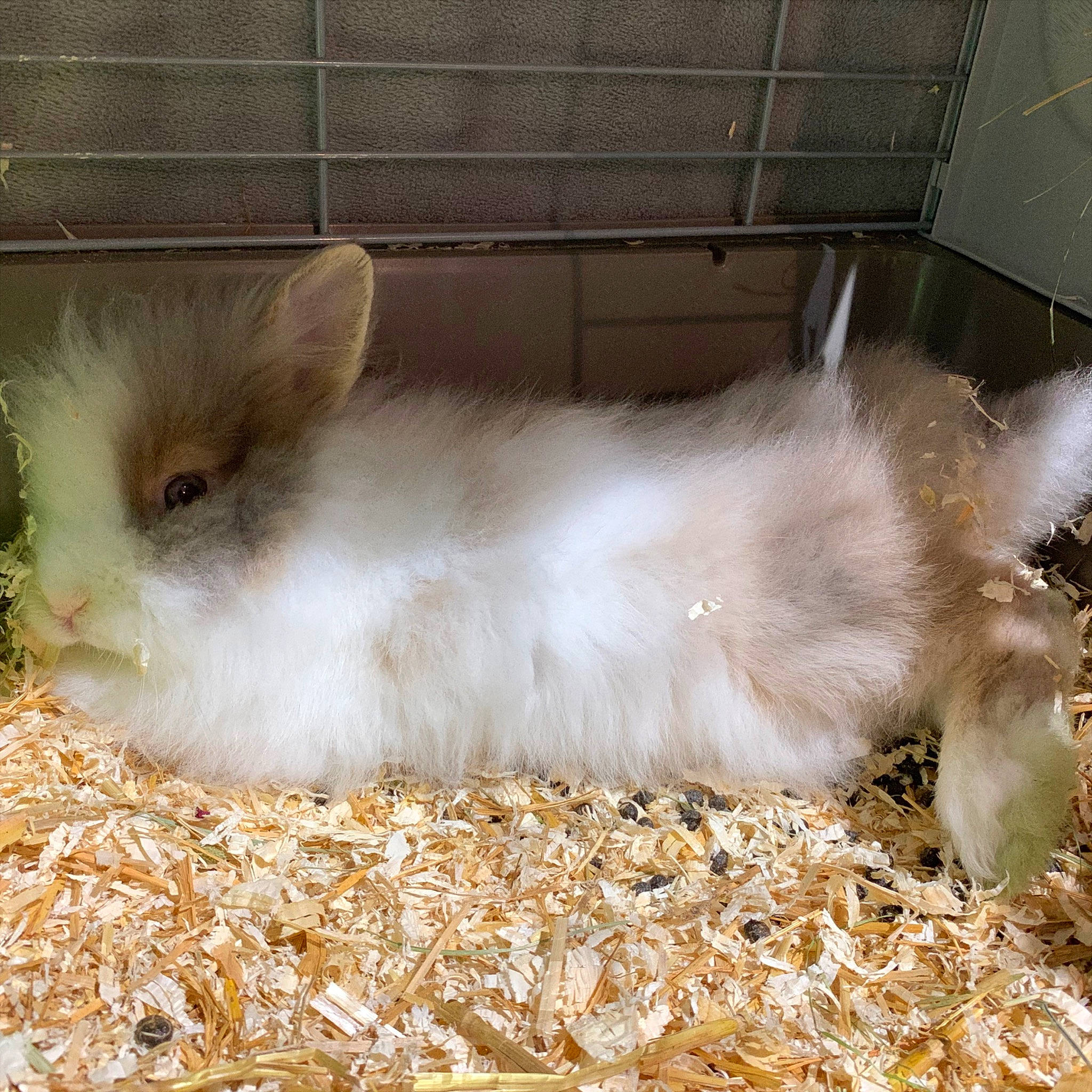 Pooky participe au concours pour gagner de l'argent avec cette photo : angora_rabbit, domestic_rabbit, fawn, fur, mammal, rabbit, rabbits_and_hares, whiskers