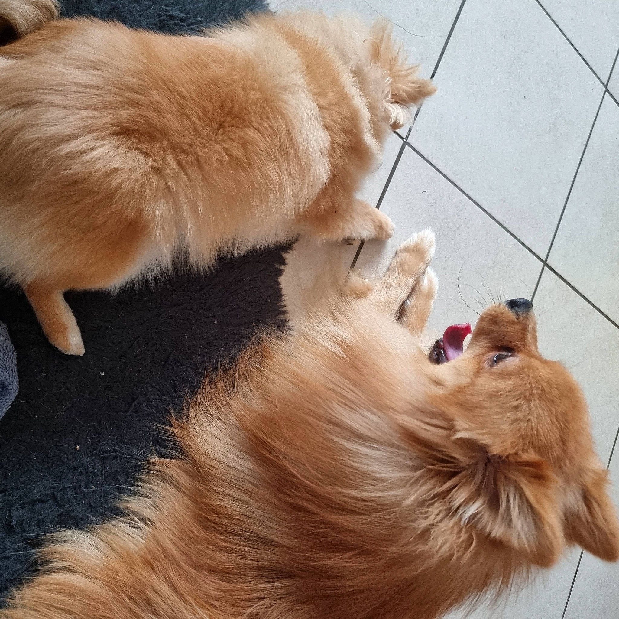 Enrico a rejoint le concours — aidez-le/la à gagner de superbes lots ! canidae, carnivore, collar, companion_dog, dog, dog_breed, ear, fawn, felidae, flooring, fur, german_spitz, german_spitz_mittel, liver, paw, snout, spitz, sporting_group, tail, whiskers