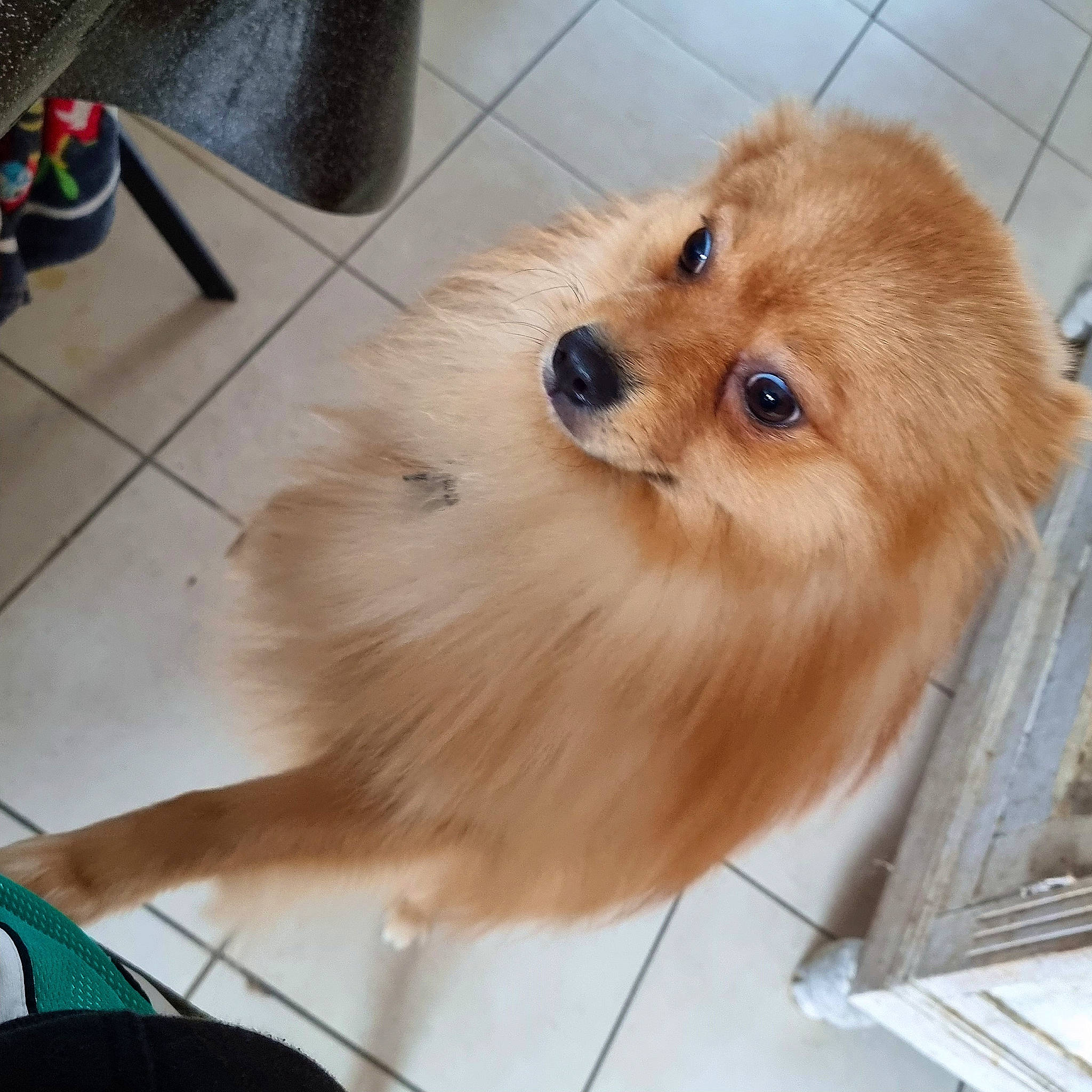 Enrico participe au concours pour gagner de l'argent avec cette photo : ball, canidae, carnivore, companion_dog, dog, dog_breed, dog_supply, fawn, flooring, fur, german_spitz, german_spitz_klein, pet_supply, snout, spitz, sporting_group, toy_dog, volpino_italiano, whiskers, working_animal