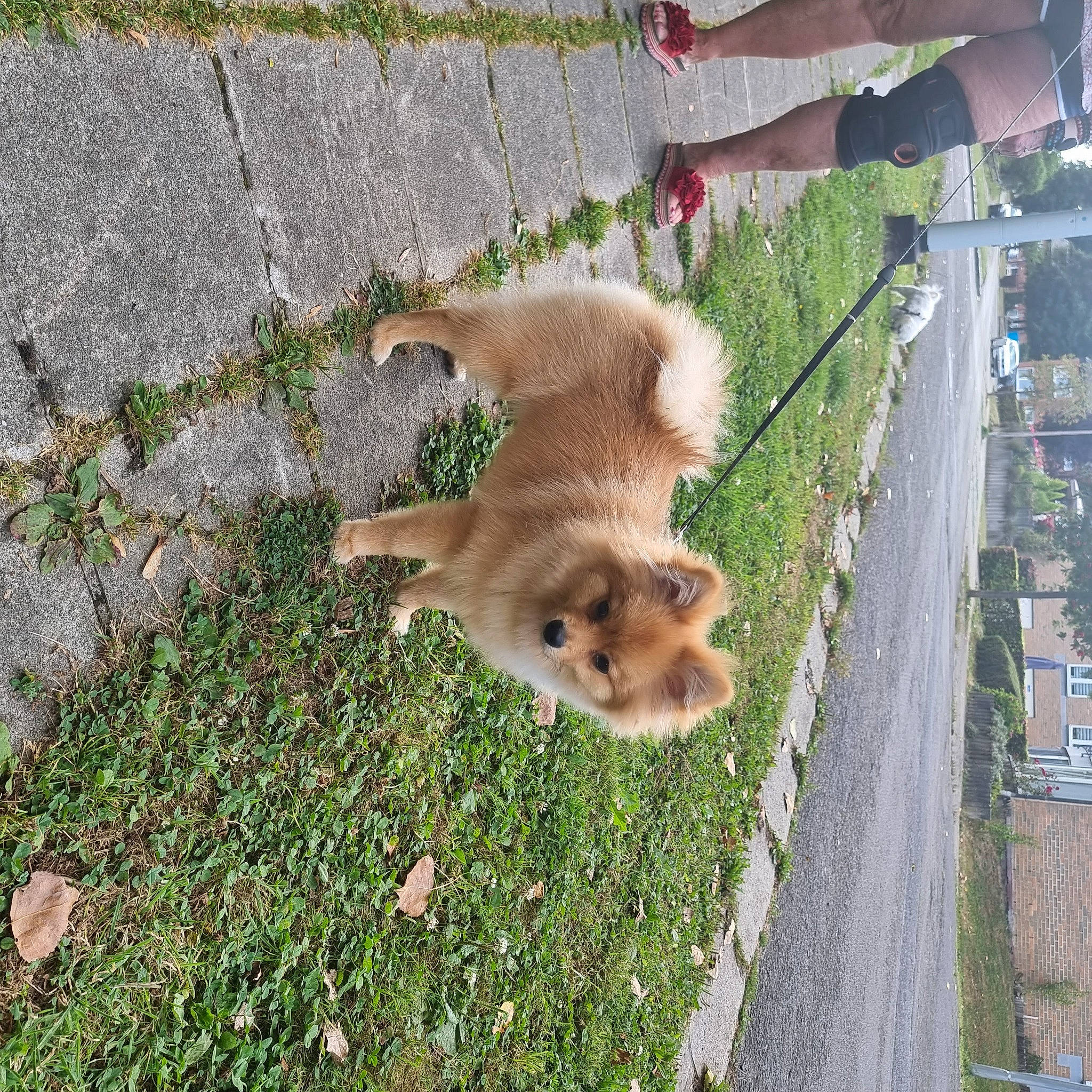 Enrico a rejoint le concours — aidez-le/la à gagner de superbes lots ! asphalt, carnivore, companion_dog, dog, dog_breed, fawn, felidae, german_spitz, german_spitz_klein, german_spitz_mittel, grass, plant, pomeranian, road_surface, shorts, small_to_medium_sized_cats, snout, spitz, tail, working_animal