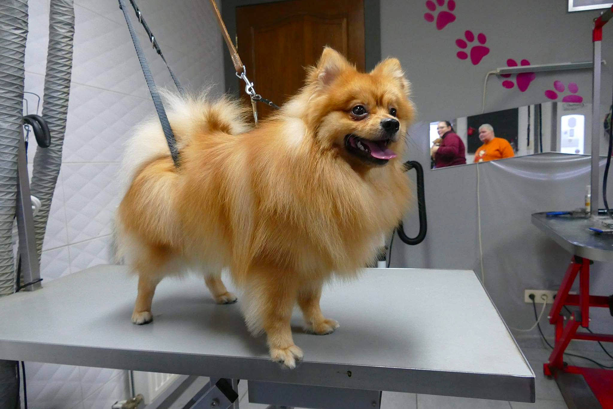 Enrico a rejoint le concours — aidez-le/la à gagner de superbes lots ! ancient_dog_breeds, canidae, carnivore, companion_dog, dog, dog_breed, dog_supply, fawn, fur, german_spitz, german_spitz_klein, pomeranian, snout, spitz, sporting_group, table, tail, toy_dog, whiskers, working_animal