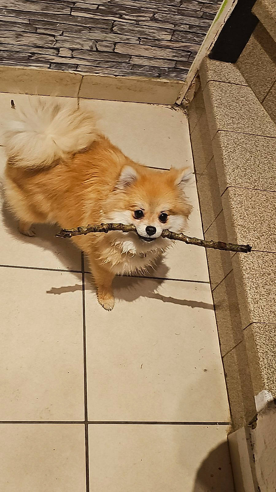 Falbala participe au concours pour gagner de l'argent avec cette photo : canidae, carnivore, companion_dog, dog, dog_breed, dog_supply, fawn, fur, german_spitz, german_spitz_klein, pet_supply, pomeranian, snout, spitz, sporting_group, tail, toy_dog, whiskers, wood, working_animal