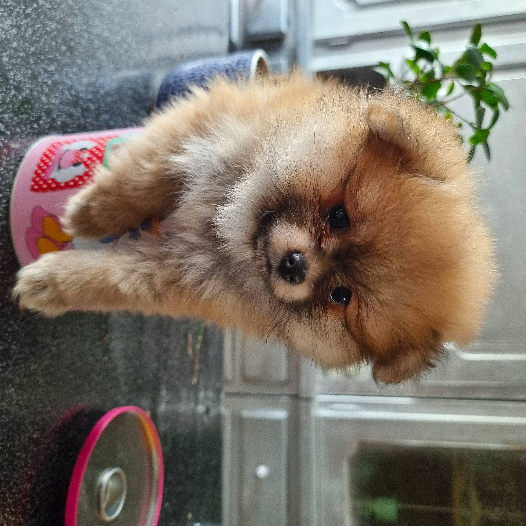 Falbala a rejoint le concours — aidez-le/la à gagner de superbes lots ! canidae, carnivore, companion_dog, dog, dog_breed, fawn, fur, german_spitz, german_spitz_klein, german_spitz_mittel, liver, plant, primate, snout, spitz, sporting_group, terrestrial_animal, toy_dog, wildlife, working_animal