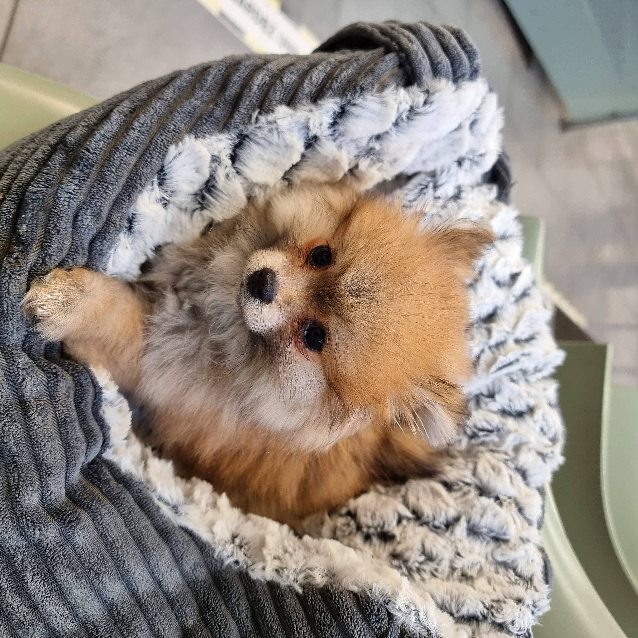 Falbala participe au concours pour gagner de l'argent avec cette photo : canidae, carnivore, companion_dog, dog, dog_bed, dog_breed, dog_supply, fawn, felidae, fur, liver, shih_tzu, small_to_medium_sized_cats, snout, spitz, sporting_group, terrier, toy_dog, whiskers, working_animal