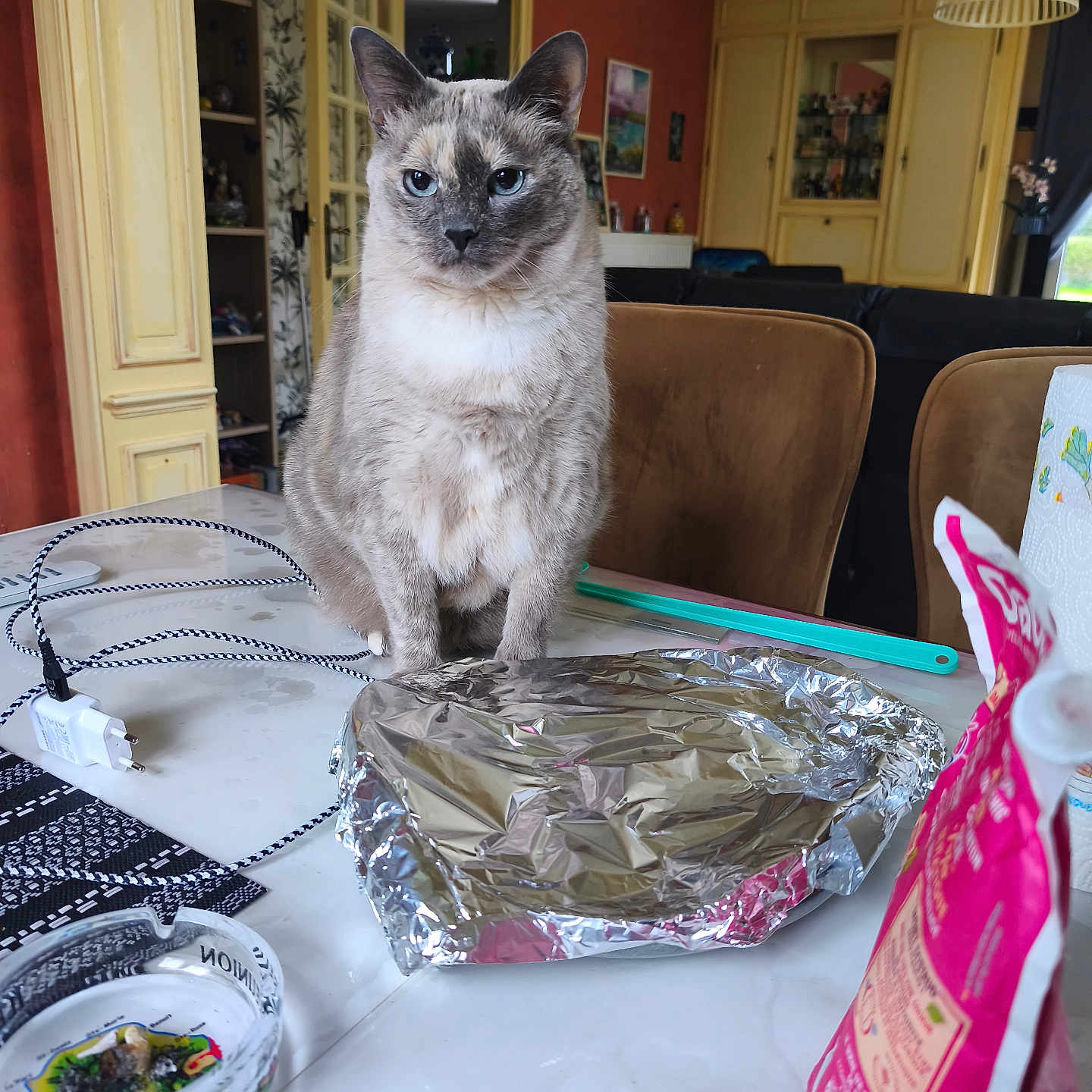 Iska a rejoint le concours — aidez-le/la à gagner de superbes lots ! cat, blue_eyes, table, aluminum_foil, charger, remote_control, kitchen, chair, cupboard, wallpaper, door, indoor, houseplant, food, bag, ashtray, furniture, decor, pet, domestic