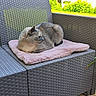 Iska participe au concours pour gagner de l'argent avec cette photo : cat, pet, animal, outdoor, chair, wicker, blanket, pink, relaxing, sunlight, garden, greenery, plant, fur, resting, cozy, nature, daytime, comfortable, peaceful