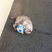 Iska a rejoint le concours — aidez-le/la à gagner de superbes lots ! cat, soccer_ball, outdoor, asphalt, playful, pet, animal, feline, plant_box, wall, pavement, small_ball, cute, gray_cat, resting, toy, daylight, garden, home_exterior, nature