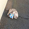 cat, soccer_ball, outdoor, asphalt, playful, pet, animal, feline, plant_box, wall, pavement, small_ball, cute, gray_cat, resting, toy, daylight, garden, home_exterior, nature