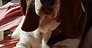 Bourriquet participe au concours pour gagner de l'argent avec cette photo : animal, beagle, blanket, canine, computerhardware, dog, electronics, hardware, hound, indoors, monitor, person, pet, pointer, puppy, screen, snout, tv