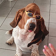 Bourriquet participe au concours pour gagner de l'argent avec cette photo : animal, bandage, basset_hound, brown, cute, dog, ears, expression, floor, funny, hand, indoor, looking_up, nails, paw, pet, sunglasses, tile, tongue, white