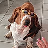 animal, bandage, basset_hound, brown, cute, dog, ears, expression, floor, funny, hand, indoor, looking_up, nails, paw, pet, sunglasses, tile, tongue, white