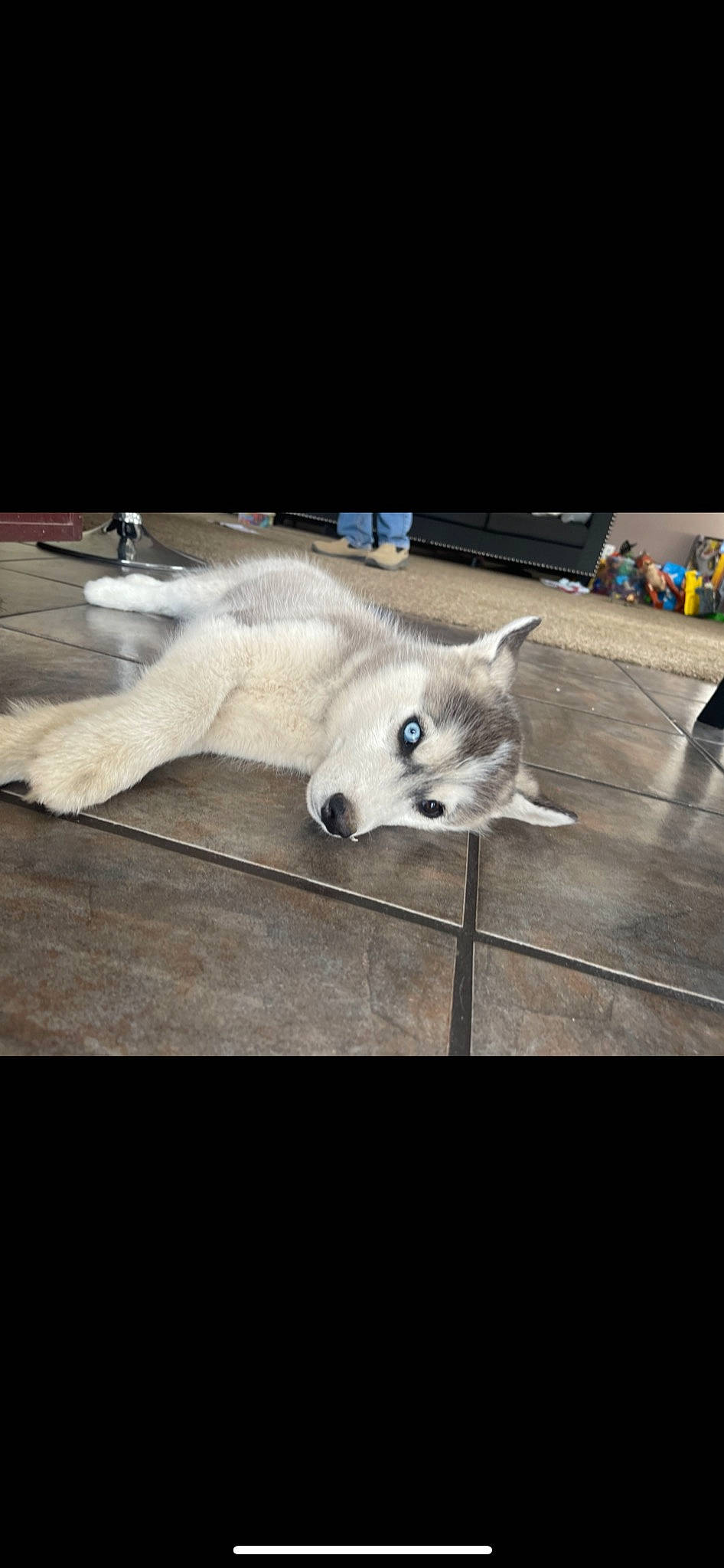 Viper joined the competition — help win amazing prizes! carnivore, cat, companion_dog, dog_breed, felidae, flooring, fur, metal, non_sporting_group, paw, photo_caption, rectangle, room, small_to_medium_sized_cats, square, tail, terrestrial_animal, whiskers