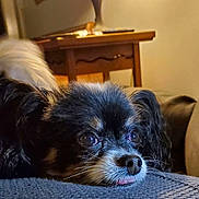 Punk joined the competition — help win amazing prizes! dog, pet, close_up, indoor, resting, cute, small_dog, fur, black_fur, white_fur, tongue, eyes, texture, couch, cozy, warm_light, wooden_furniture, relaxed, animal, portrait