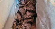 Luna joined the competition — help win amazing prizes! animal, blanket, cat, closeup, comfort, cozy, cute, fur, indoor, nap, paws, peaceful, pet, quiet, relaxed, resting, sleeping, soft, striped, tabby