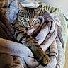 Luna joined the competition — help win amazing prizes! cat, tabby, sleeping, blanket, cozy, paw, feline, fur, indoor, rest, comfort, cute, pet, animal, snuggled, soft, relaxation, warm, nap, domestic