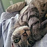 Luna is registered to the contest to win money with this photo: animal, blanket, cat, close_up, comfort, cozy, cute, feline, fur, green_eyes, home, indoor, lying_down, pet, relaxed, resting, sleepy, soft, tabby_cat, whiskers