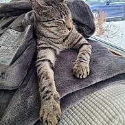 Luna is registered to the contest to win money with this photo: cat, tabby_cat, sleeping, blanket, gray_blanket, window, snow, outdoor_view, house, car, cozy, pet, indoor, relaxed, fur, whiskers, paw, resting, daylight, napping