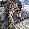 cat, tabby_cat, sleeping, blanket, gray_blanket, window, snow, outdoor_view, house, car, cozy, pet, indoor, relaxed, fur, whiskers, paw, resting, daylight, napping