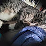 cat, tabby, sleeping, bed, blanket, cozy, indoor, pet, fur, whiskers, resting, animal, cute, relaxation, home, soft, paws, feline, nap, comfortable
