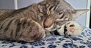 Tony joined the competition — help win amazing prizes! animal, bed, blanket, cat, closeup, cozy, cute, domestic_cat, floral_pattern, fur, indoor, paw, peaceful, pet, relaxed, rest, sleeping, soft, tabby, whiskers