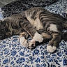 cat, tabby_cat, sleeping, bed, bedding, floral_pattern, white_paws, gray_fur, cozy, resting, indoor, pet, animal, cute, feline, relaxation, soft, comfort, nap, domestic_cat