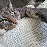 Tony is registered to the contest to win money with this photo: animal, blanket, cat, close_up, cozy, ear, face, fur, green_eyes, indoor, nose, paw, pet, relaxed, resting, stretching, tabby, texture, whiskers, white