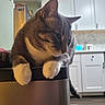 cat, tabby, white_paws, pet, indoor, kitchen, appliance, stainless_steel, flooring, cabinet, relaxed, feline, whiskers, ears, fur, domestic_animal, household, curious, paws, portrait