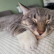 Tony joined the competition — help win amazing prizes! cat, sleeping, paw, closeup, feline, whiskers, indoor, blanket, cozy, nap, resting, fur, pet, domestic_animal, cute, relaxation, soft, tabby, animal, peaceful