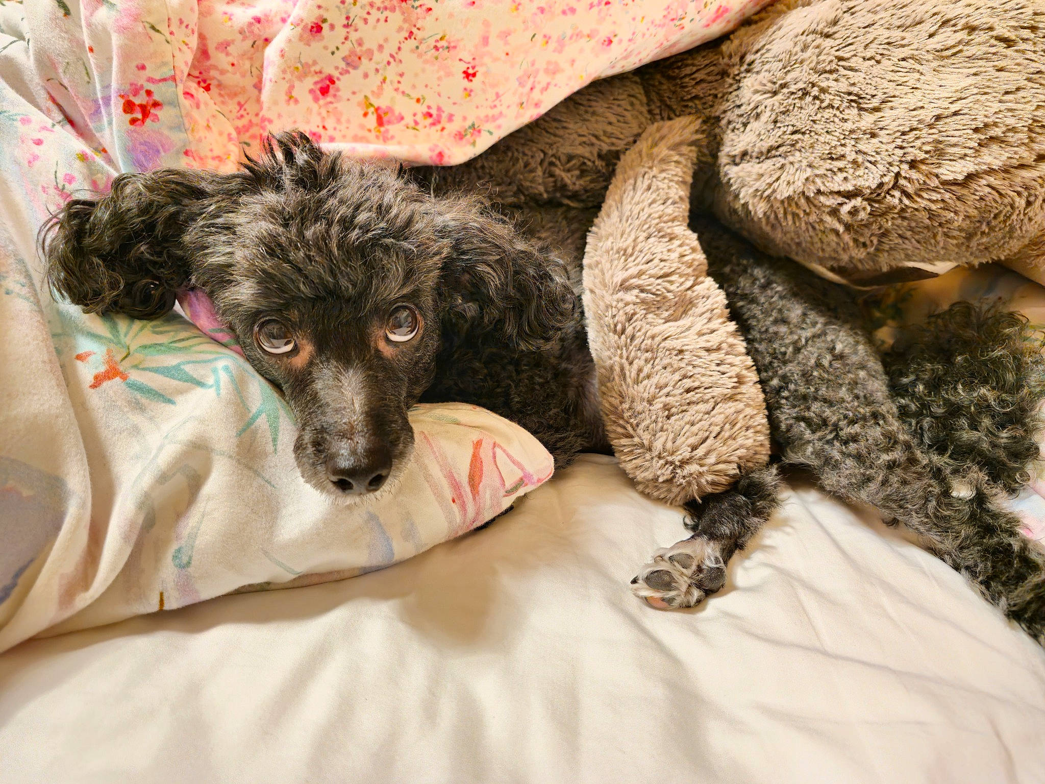 Jet joined the competition — help win amazing prizes! bedding, canidae, carnivore, comfort, companion_dog, couch, dog, dog_breed, dog_supply, fawn, fur, linens, nap, paw, snout, sporting_group, terrestrial_animal, toy_dog, whiskers, working_animal