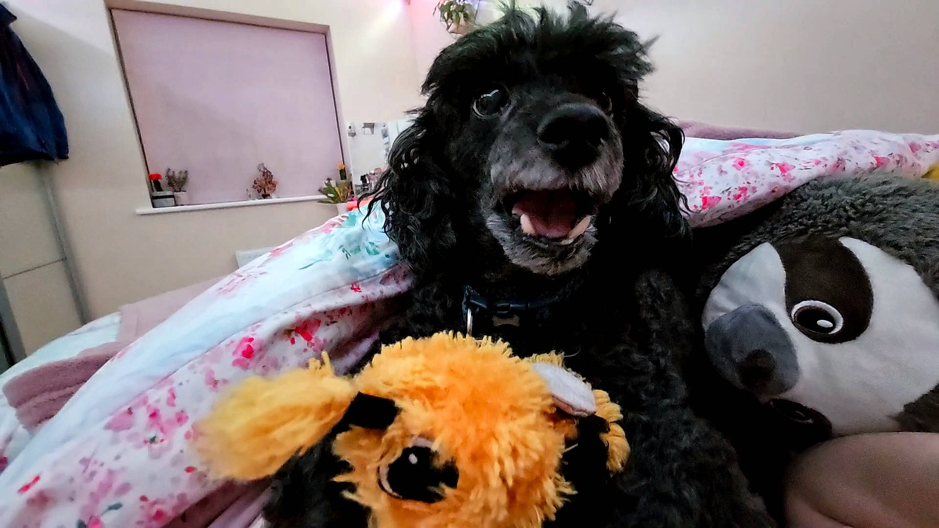 Jet is registered to the contest to win money with this photo: carnivore, companion_dog, dog, dog_breed, dog_clothes, dog_supply, fur, labradoodle, picture_frame, plush, small_terrier, sporting_group, stuffed_toy, television, terrier, toy, toy_dog, vertebrate, water_dog, yorkipoo