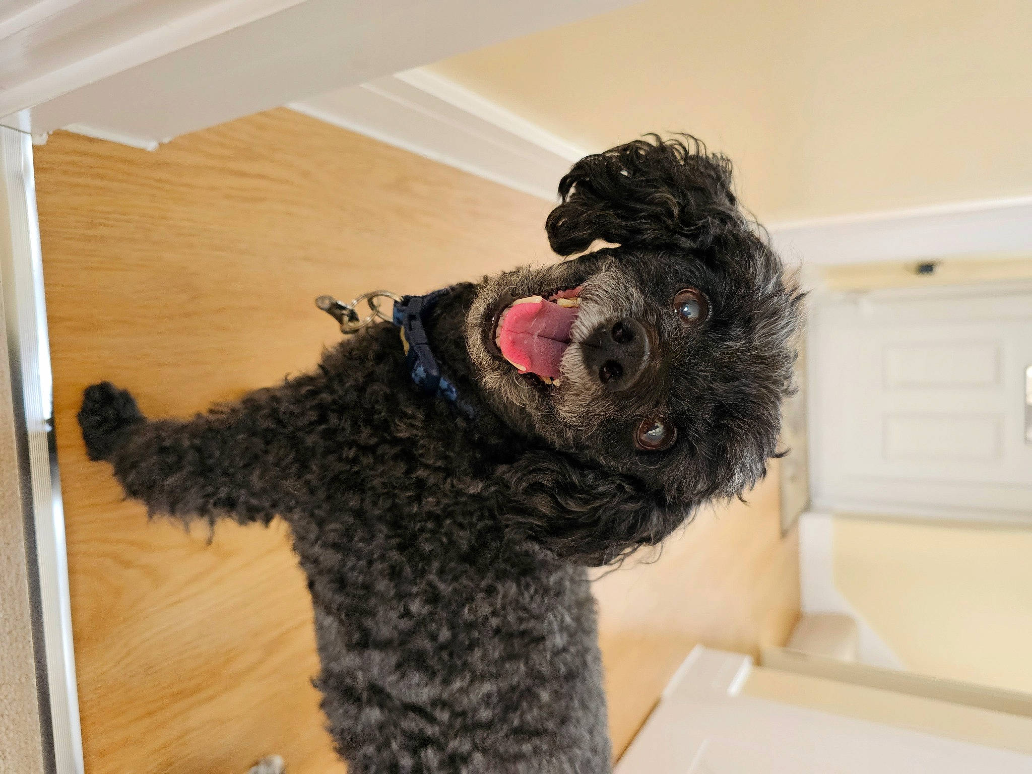 Jet joined the competition — help win amazing prizes! canidae, carnivore, collar, companion_dog, dog, dog_breed, dog_collar, fur, kitchen_appliance, labradoodle, liver, murray_river_curly_coated_retriever, pet_supply, poodle, snout, sporting_group, terrier, water_dog, wood, working_animal