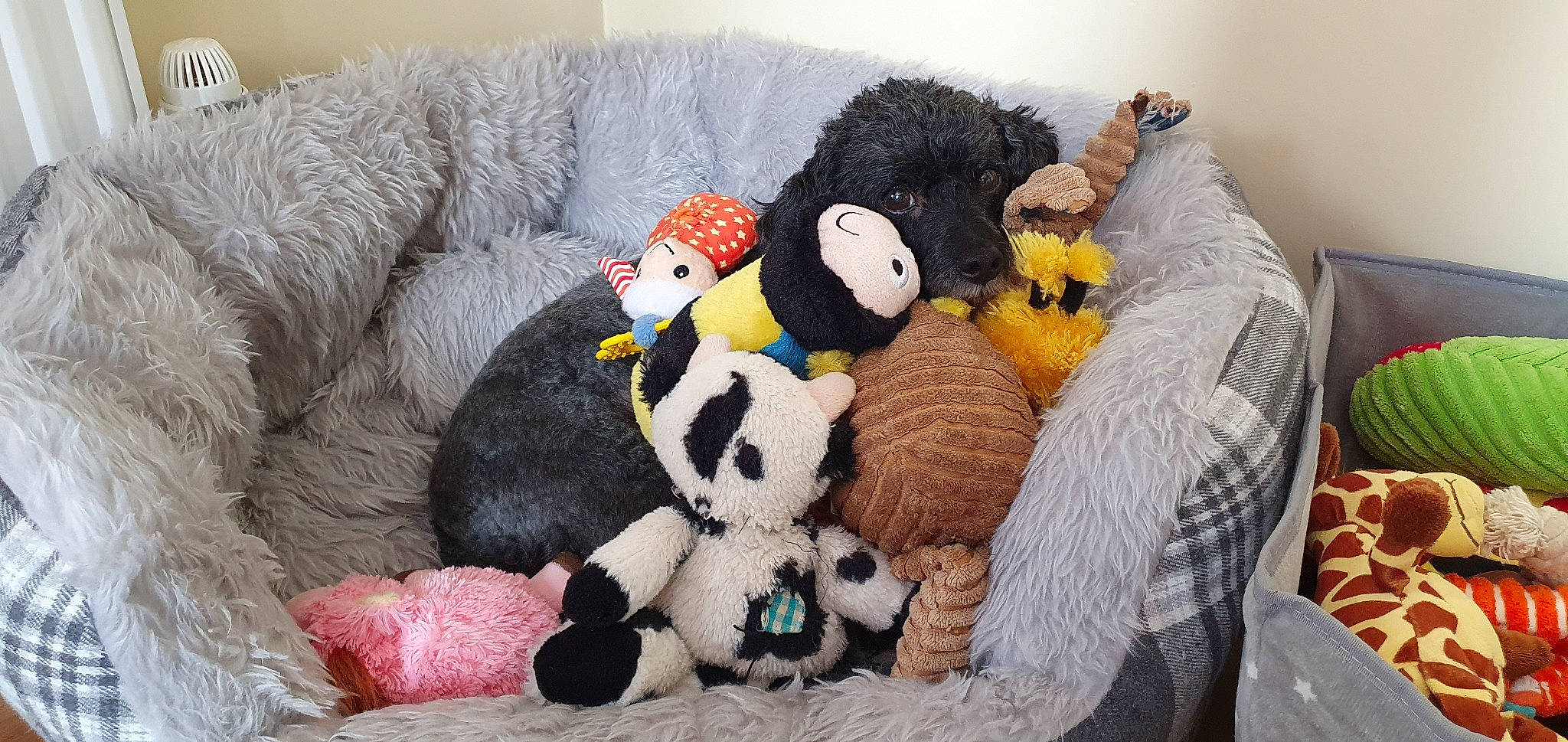 Jet is registered to the contest to win money with this photo: art, baby_toys, bed, bed_sheet, bedding, comfort, couch, craft, creative_arts, fur, linens, plush, room, stuffed_toy, teddy_bear, terrestrial_animal, textile, toy, wool, woolen