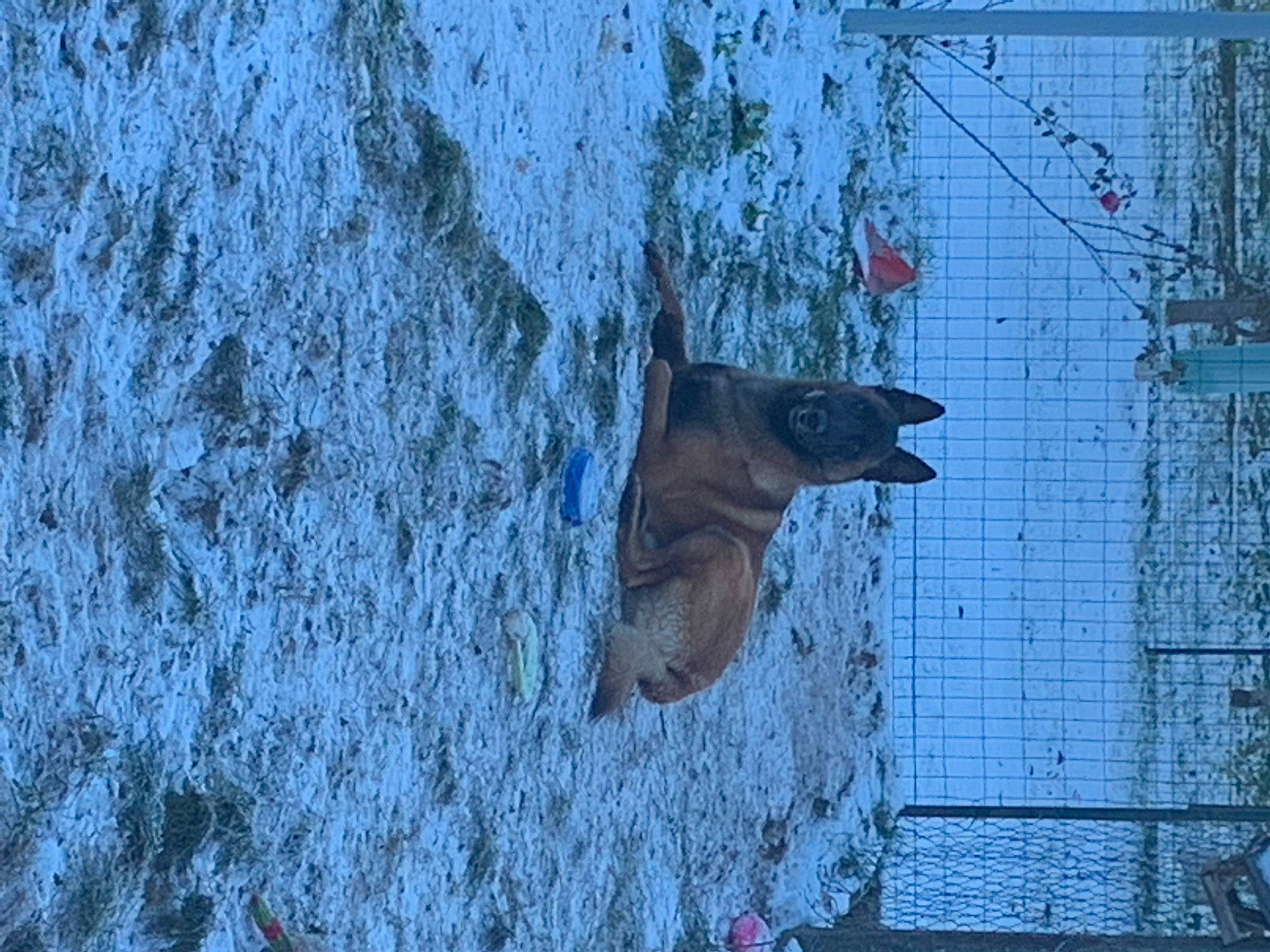 Roky a rejoint le concours — aidez-le/la à gagner de superbes lots ! art, beak, blue, door, electric_blue, facade, freezing, frost, grey, perching_bird, plant, snout, snow, tail, tree, trunk, twig, window, winter, wood
